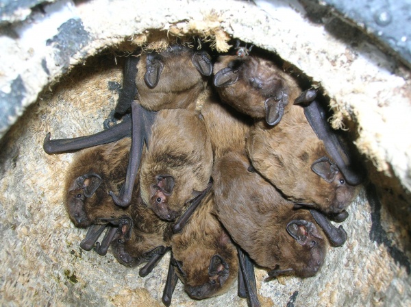 SOS Chauves-souris - LPO Auvergne-Rhône-Alpes